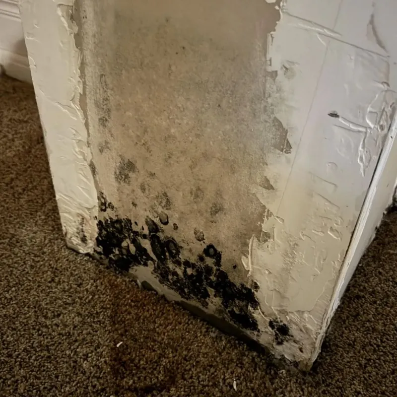 Professional Mold Removal in Franklin Springs, GA
